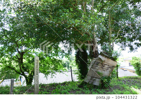 生善院観音(猫寺) 生善院観音(猫寺) 104431322