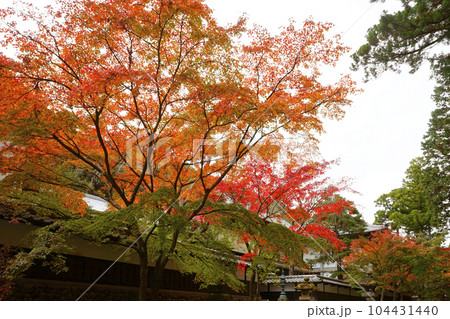 紅葉 紅葉 104431440