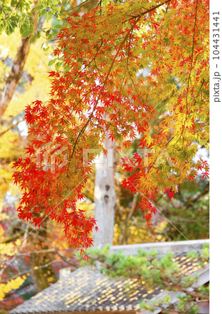 紅葉 紅葉 104431441
