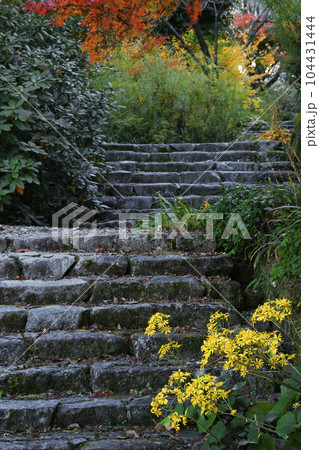 ツワブキ 104431444