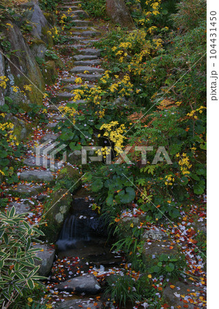 ツワブキ 104431450