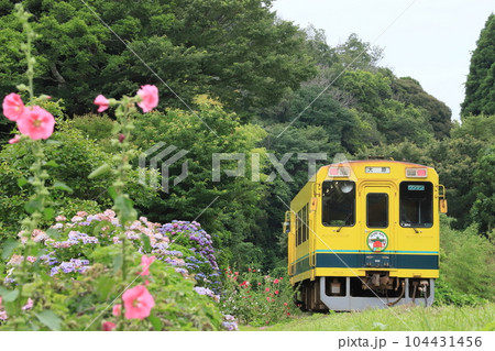 いすみ鉄道「梅雨花咲く沿線風景と列車」 いすみ鉄道「梅雨花咲く沿線風景と列車」 104431456