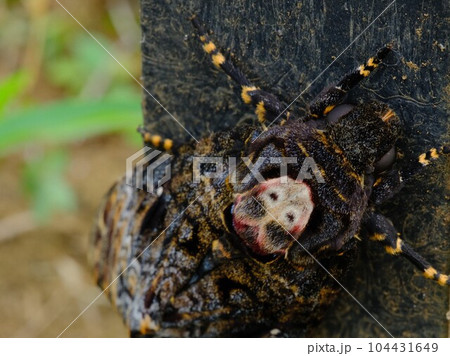 スズメガ スズメガ 104431649