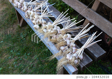 Harvest of garlic lies on a bench. Bunches of garlic in autumn, harvesting. Copy space for text Harvest of garlic lies on a bench. Bunches of garlic in autumn, harvesting. Copy space for text 104432010