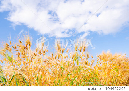 黄金色に染まる小麦の穂と空 黄金色に染まる小麦の穂と空 104432202