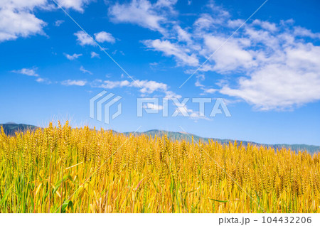 黄金色に実った小麦と青空 104432206