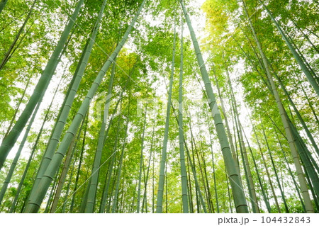 光が差し込む竹林 1 104432843