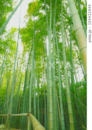 心静まる竹林 心静まる竹林 104432844