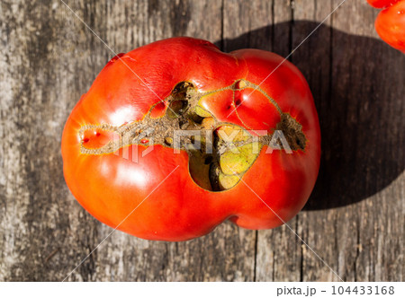 Big red tomato with crack. Tomato disease, lack of water and microclimate difference. Tomato storage. Close-up 104433168