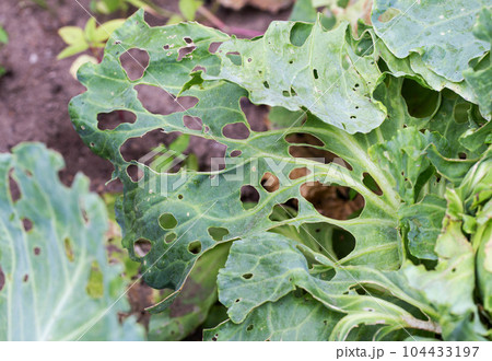 Cabbage leaves in holes in the garden. Pests are a cabbage butterfly that lays eggs and caterpillars of pests appear that eat a cabbage leaf. Cabbage leaves in holes in the garden. Pests are a cabbage butterfly that lays eggs and caterpillars of pests appear that eat a cabbage leaf. 104433197