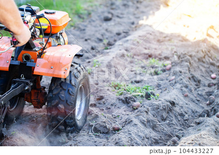 A summer resident plows a garden with potatoes with a walk-behind tractor in the fall during the harvest. Copy space for text 104433227