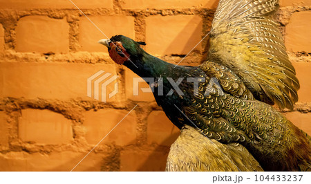 Capercaillie bird mannequin hangs on a brick wall. The concept of hunting trophies. Copy space for text. Close-up 104433237