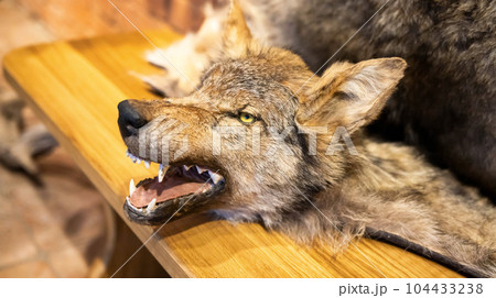 Stuffed wolf with open mouth and big teeth. Wolf head, hunting trophies, aggression Stuffed wolf with open mouth and big teeth. Wolf head, hunting trophies, aggression 104433238