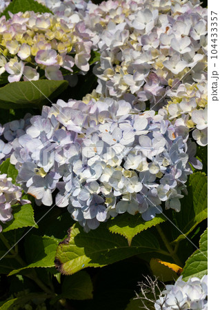 紫陽花 アジサイ あじさい 104433357