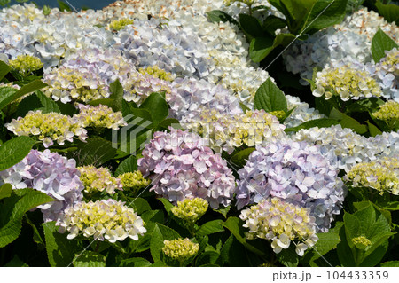 紫陽花 アジサイ あじさい 104433359