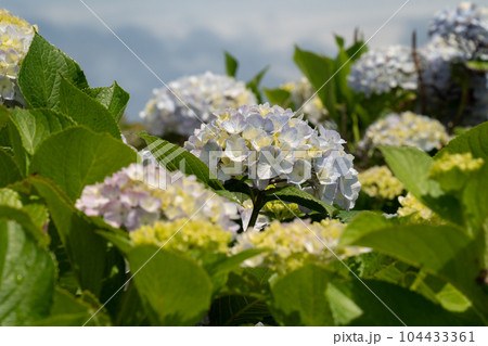 紫陽花 アジサイ あじさい 104433361