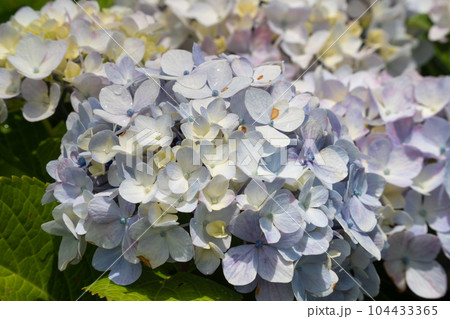 紫陽花 アジサイ あじさい 104433365