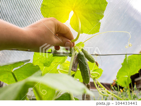 A man plucks a green cucumber grown in a greenhouse. Growing cucumbers in the garden. Agribusiness. Copy space for text A man plucks a green cucumber grown in a greenhouse. Growing cucumbers in the garden. Agribusiness. Copy space for text 104433441