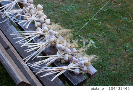 Bunches of garlic harvest on a bench. Lots of garlic. Good harvest, farming. Copy space for text Bunches of garlic harvest on a bench. Lots of garlic. Good harvest, farming. Copy space for text 104433449