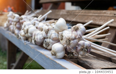 Harvest of garlic lies on a bench. Bunches of garlic in autumn, harvesting. Copy space for text Harvest of garlic lies on a bench. Bunches of garlic in autumn, harvesting. Copy space for text 104433451