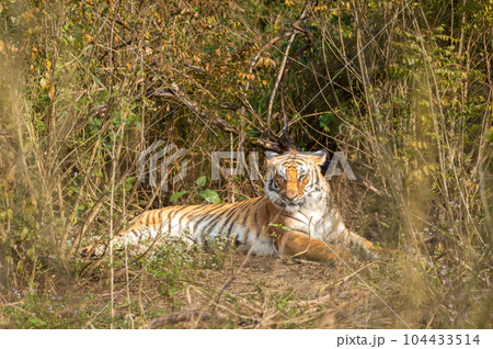 eye level shot of wild female bengal tiger or tigress or panthera tigris close up or portrait with eye contact in winter season safari at jim corbett national park ramnagar uttarakhand india asia eye level shot of wild female bengal tiger or tigress or panthera tigris close up or portrait with eye contact in winter season safari at jim corbett national park ramnagar uttarakhand india asia 104433514
