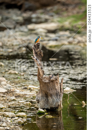 wild moment a male common kingfisher or Alcedo atthis a colorful bird hunting or killing small fish in his beak perched on tree trunk near water body ranthambore national park forest rajasthan india wild moment a male common kingfisher or Alcedo atthis a colorful bird hunting or killing small fish in his beak perched on tree trunk near water body ranthambore national park forest rajasthan india 104433515