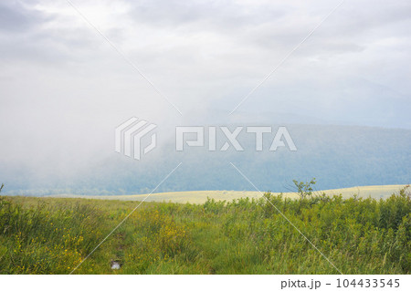 grass on the meadow on a foggy day. outdoor scenery of carpathian mountains in springtime. challenging weather conditions 104433545