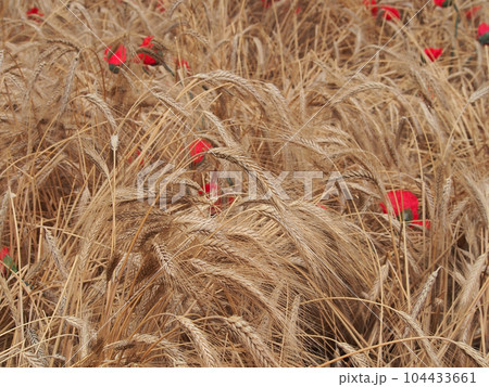 Ears of rye and blooming poppies, screen saver, close-up. Background image, the concept of the diversity of nature.	 104433661