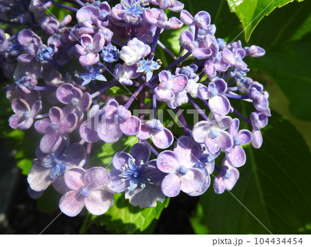 オタフクアジサイ（江戸時代に作出され古くから親しまれるガクアジサイ系の園芸品種） 104434454