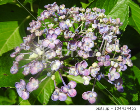 オタフクアジサイ(江戸時代に作出され古くから親しまれるガクアジサイ系の園芸品種) オタフクアジサイ(江戸時代に作出され古くから親しまれるガクアジサイ系の園芸品種) 104434455