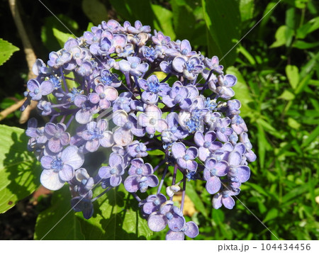 オタフクアジサイ（江戸時代に作出され古くから親しまれるガクアジサイ系の園芸品種） 104434456