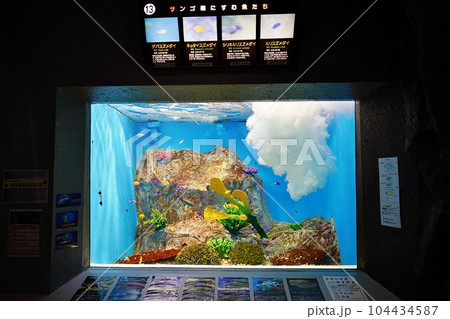 おたる水族館 ドーナツ型水槽のサンゴ礁にすむ魚たち おたる水族館 ドーナツ型水槽のサンゴ礁にすむ魚たち 104434587