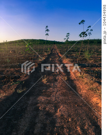 Rubber tree, latex rubber plantation and tree rubber southern Thailand Rubber tree, latex rubber plantation and tree rubber southern Thailand 104434998