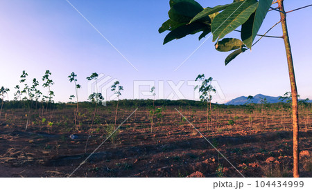 Rubber tree, latex rubber plantation and tree rubber southern Thailand Rubber tree, latex rubber plantation and tree rubber southern Thailand 104434999