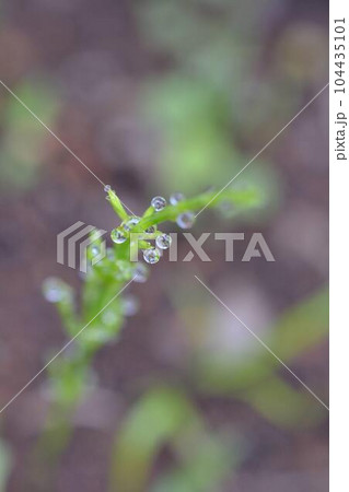 葉の上の滴 104435101