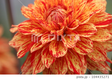 力強さを感じる暖色系のダリアの花ー四 力強さを感じる暖色系のダリアの花ー四 104435271