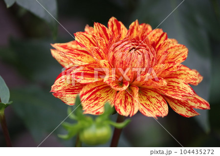 力強さを感じる暖色系のダリアの花ー五 104435272