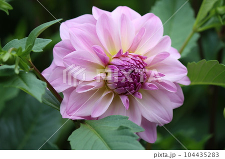 華やかに咲き誇る薄紫色のダリアー十九 華やかに咲き誇る薄紫色のダリアー十九 104435283