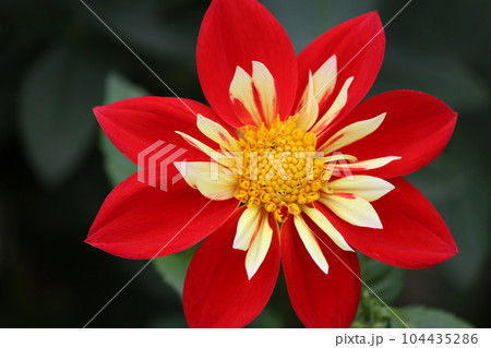 調和の取れた花姿が美しさを引き立てるー弐 104435286