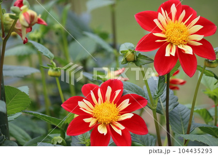 調和の取れた花姿が美しさを引き立てるー九 104435293