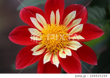 調和の取れた花姿が美しさを引き立てるー拾 104435294