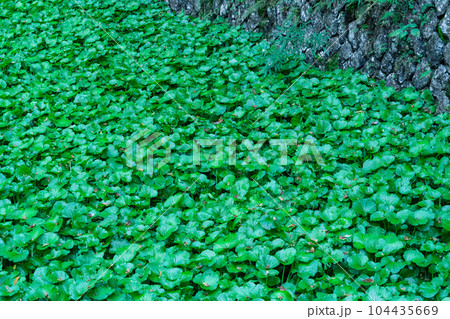 浄蓮の滝下のワサビ田の成長したワサビ2　静岡県伊豆市 104435669