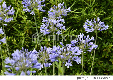 日本の横浜都市景観　熱い恋の季節…夏のような暑さの中、咲き誇るアガバンサス＝横浜市内 104435697