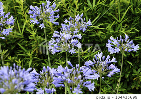 日本の横浜都市景観　熱い恋の季節…夏のような暑さの中、咲き誇るアガバンサス＝横浜市内 104435699