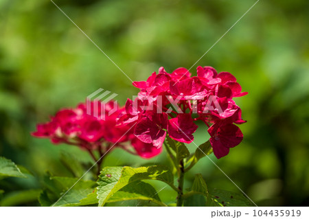 三室戸寺の紫陽花　六月 104435919