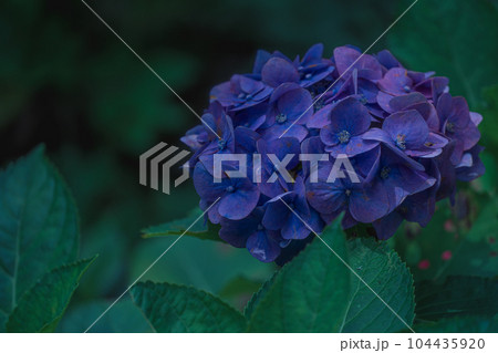 三室戸寺の紫陽花　六月 104435920