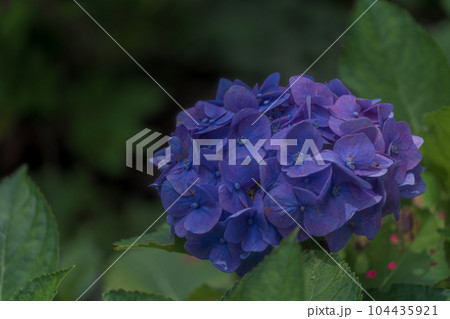 三室戸寺の紫陽花 六月 三室戸寺の紫陽花 六月 104435921