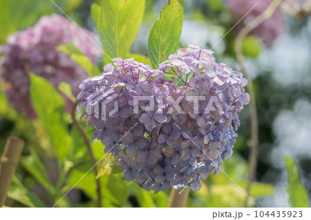 三室戸寺の紫陽花　六月 104435923