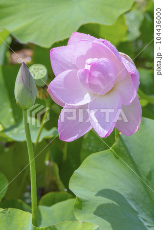雨上がりに綺麗に咲いたピンク色の蓮の花 雨上がりに綺麗に咲いたピンク色の蓮の花 104436000