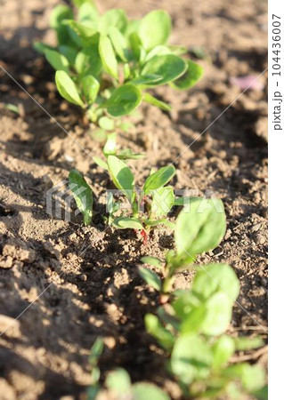 畑から出る芽たち 畑から出る芽たち 104436007